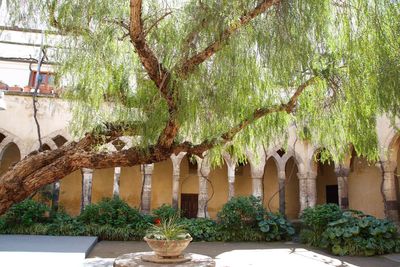 Potted plants on tree against building