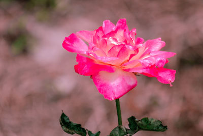 Close-up of pink rose flower