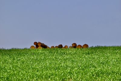 grassland