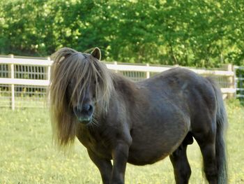 Horse standing in ranch