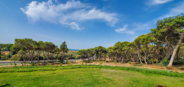 Trees on field against sky