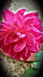 Close-up of flower blooming outdoors