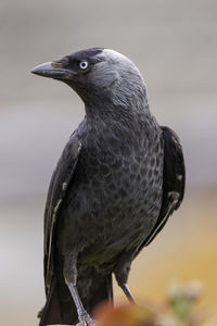 Close-up of jackdaw perching on fence 