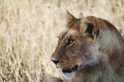 Lion relaxing in the shadow 