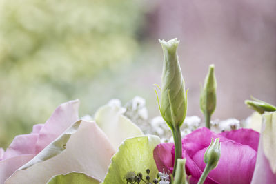 Close-up of pink flowers