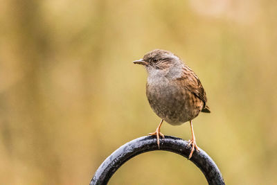 Close-up of bird perching on a branch