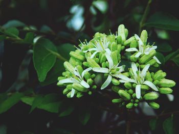 Close-up of green plant