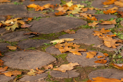 High angle view of leaves fallen on field during autumn