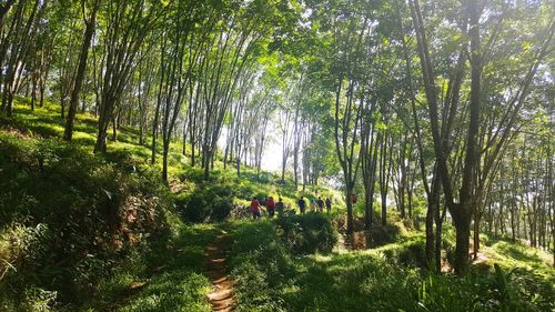 Trees growing in forest