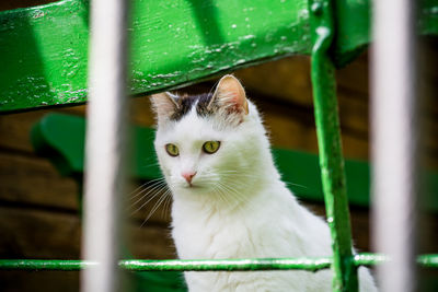 Close-up of cat looking through green fence