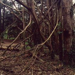 Trees in forest