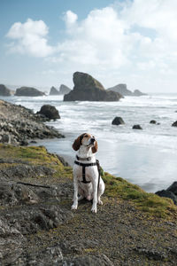 Dog sitting on rock against sea