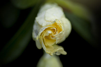 Close-up of white rose flower against black background