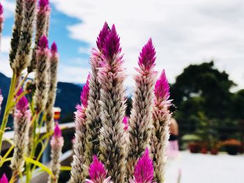 Close-up of pink flowers against sky