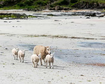 A sheep and its lambs enjoying the sun on a sandy beach on the isle of muck 