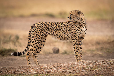 View of a cat on land