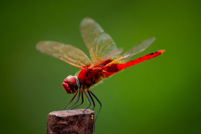 Close-up of dragonfly