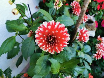 Close-up of red flowering plant