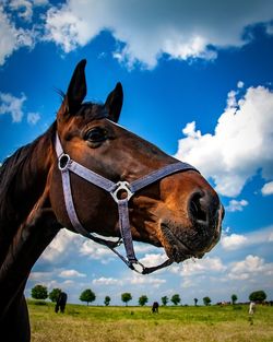 Horse on field against sky