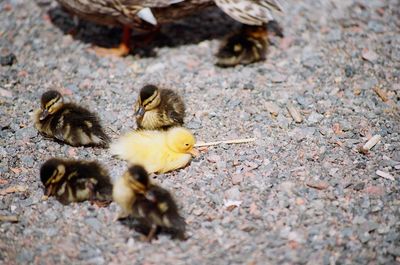 High angle view of female mallard duck with ducklings on gravel