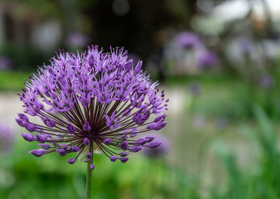 Close-up of purple flowering plant