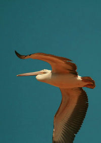 Close-up of lizard against blue background