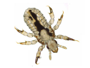 Close-up of insect on white background