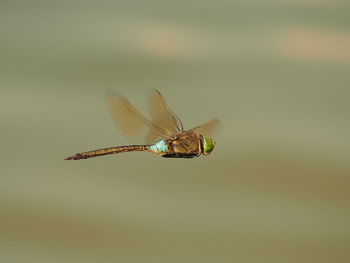 Close-up of dragonfly