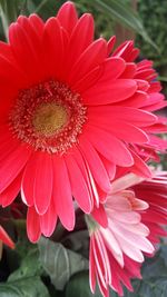 Close-up of red flower