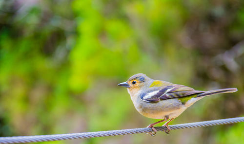 Close-up of bird perching on railing