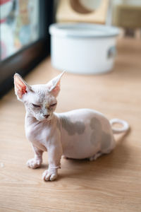 Close-up of cat sitting on table