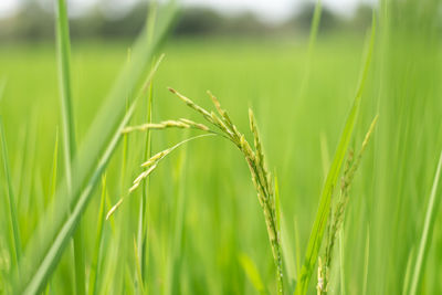 Close-up of wheat growing on field