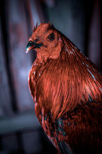 Close-up of rooster