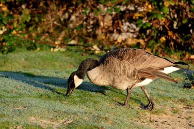 Side view of a canadian wild goose on grass in morning dew. 