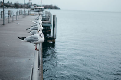 Seagull perching on wooden post