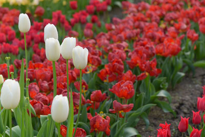 Close-up of tulips blooming outdoors