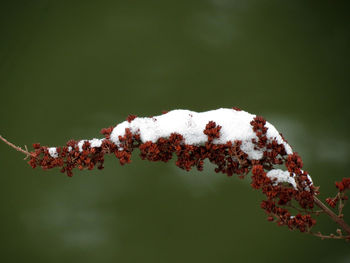 Close-up of flower tree