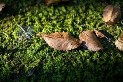 Close-up of dry leaf on grassy field