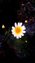 Close-up of yellow flower blooming outdoors