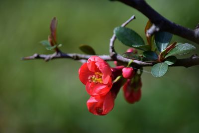 Close-up of red flowering plant