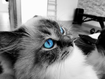 Close-up of cat