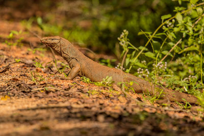 Komodo dragon amidst plants