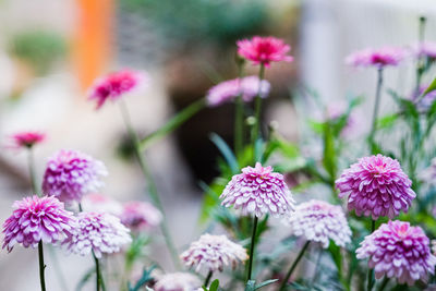 Close-up of pink flowering plants