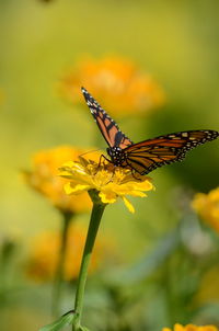 Close-up of butterfly pollinating on flower