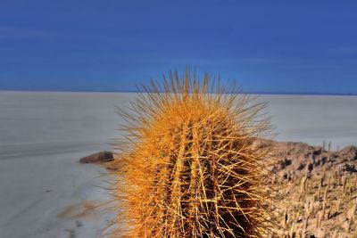 Close-up of cactus plant on snowy field against blue sky