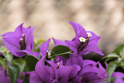 Close-up of purple flowering plant