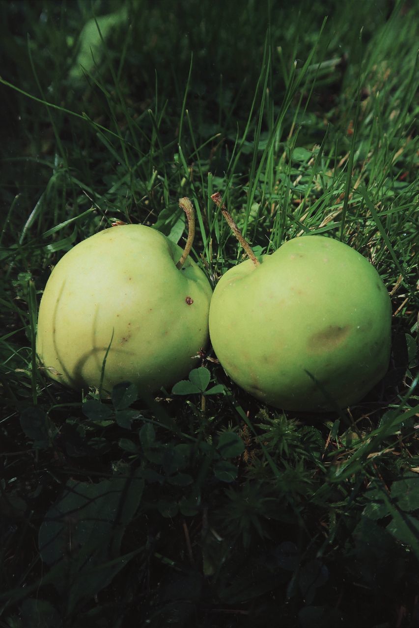 CLOSE-UP OF APPLES IN FIELD