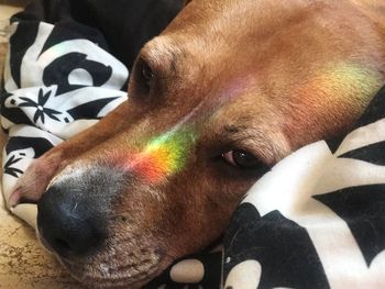 Close-up of dog lying down