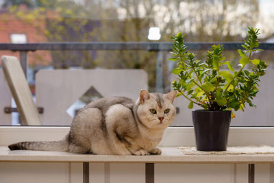 The british shorthair cat lies on the windowsill next to the flower pot and looks into the room.