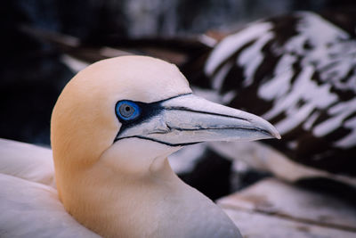 Close-up of a bird